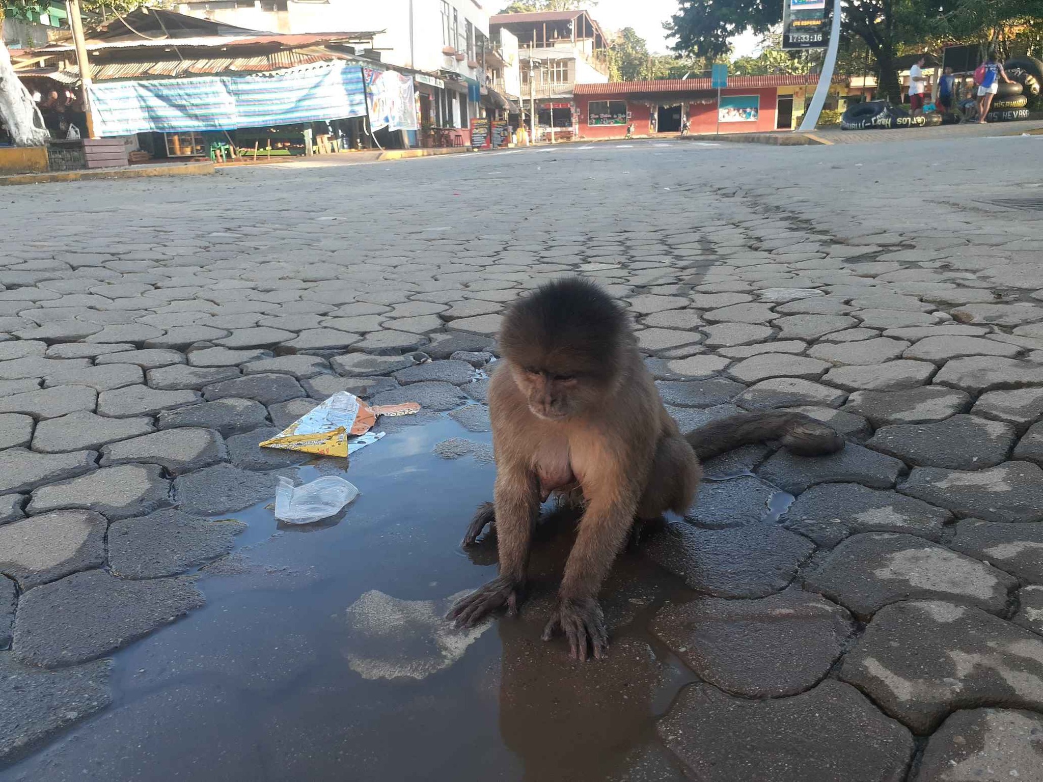 Capuchins were common in Puerto Misahualli
